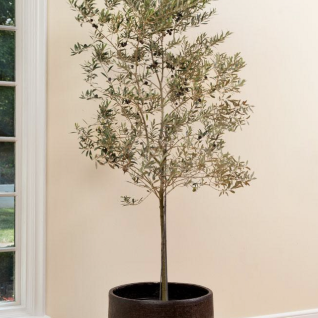 Koroneiki Greek Olive TreeOlea Europea