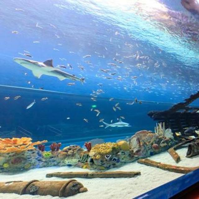 Texas State Aquarium Membership