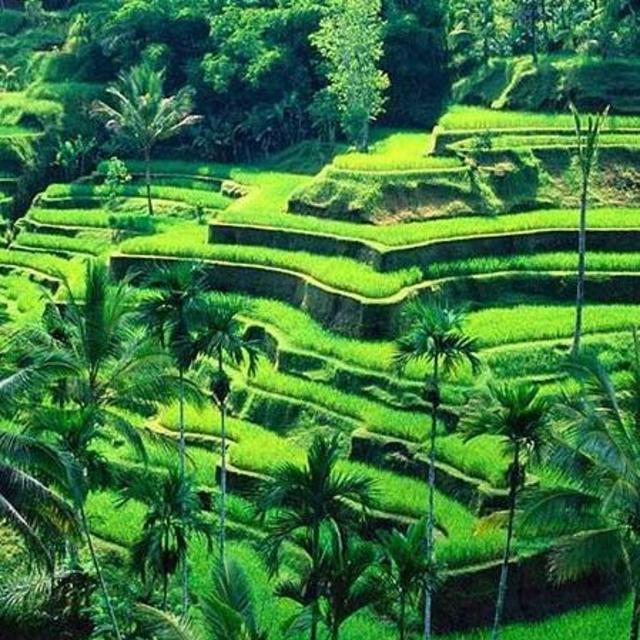 Rice Terrace Trekking