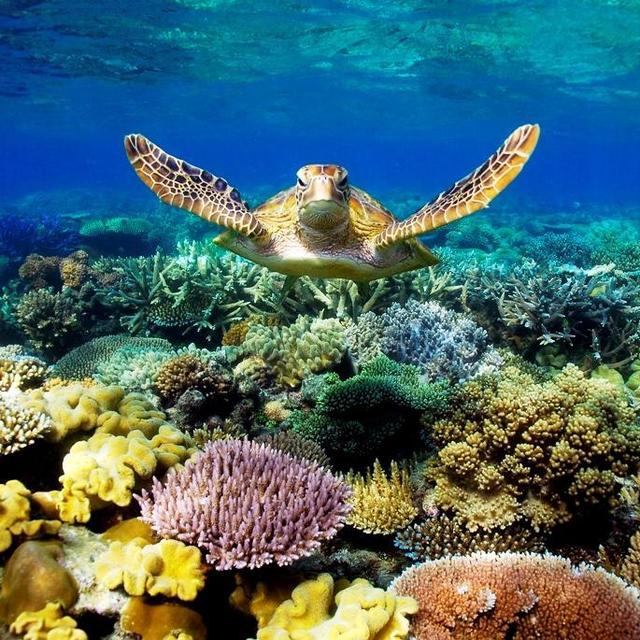 Snorkeling at the Great Barrier Reef