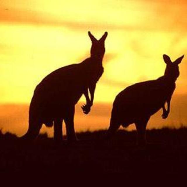 Australian Safari Tour