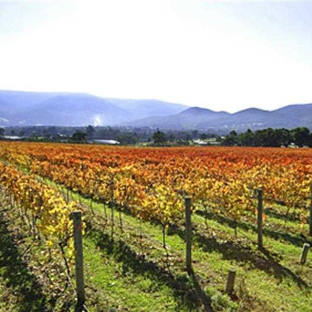Yarra Wine Valley Tour
