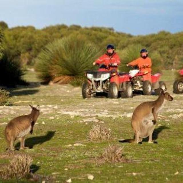 Kangaroo Tour & Zoo