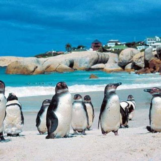 Meet the Penguins of Boulders Beach