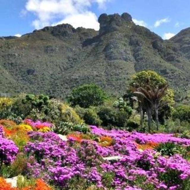 Visit to Kirstenbosch Gardens