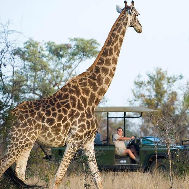 Game Drive at Makanyi