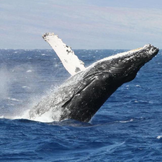 Whale Watching Trip