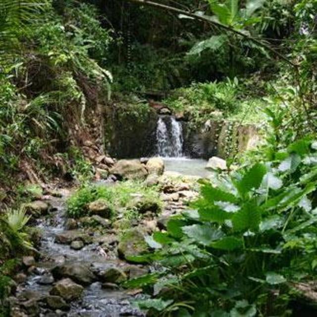 Rainforest Tour