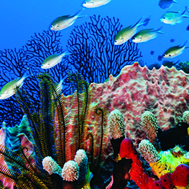 Scuba Diving Certification and Adventure