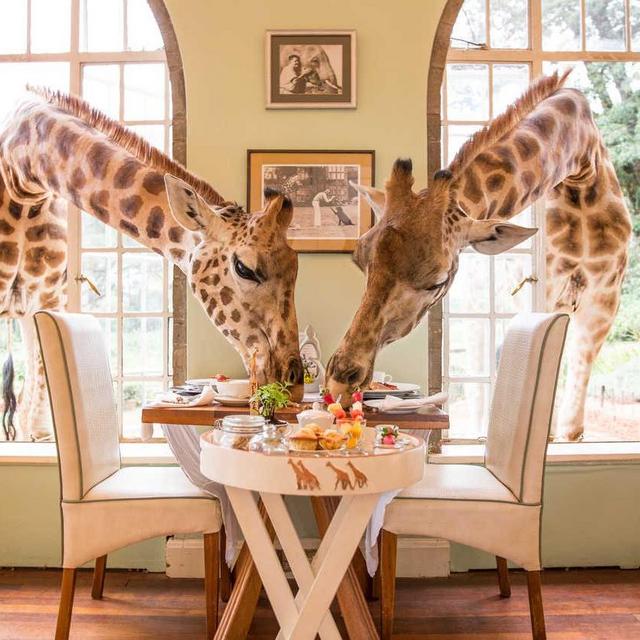African Safari Honeymoon