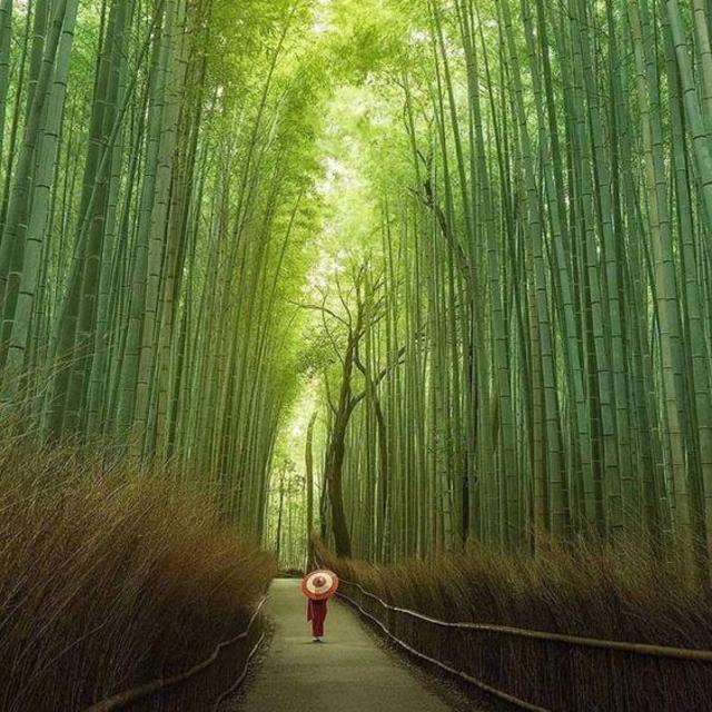 Coffee & Stroll Through Bamboo Forest in Kyoto, Japan