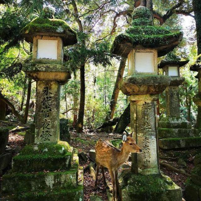 Lunch in Nara, Japan with the Shika