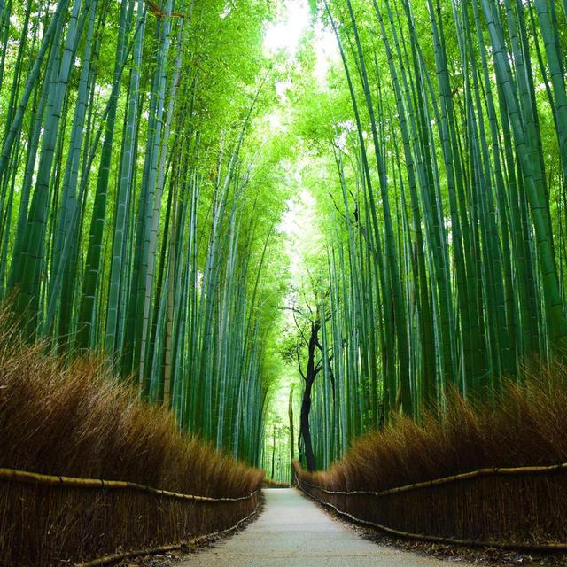 Arashiyama and Half-Day Tour in Kyoto