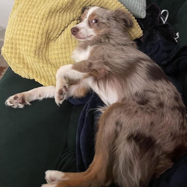 For our fur-baby Jupiter