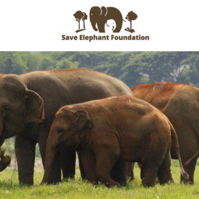 Volunteer at Save Elephant Foundation