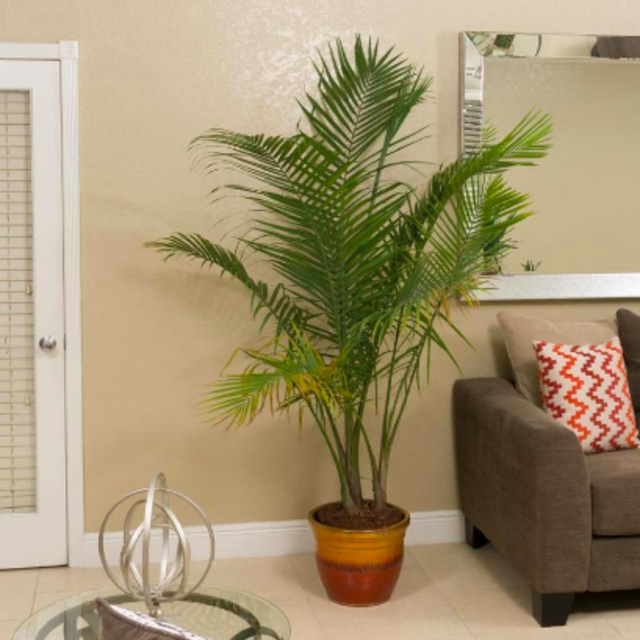 3.75-Gallon Majesty Palm in Plastic Pot