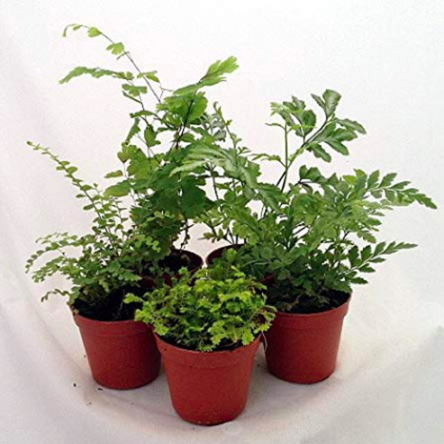 Mini Ferns for Terrariums/Fairy Garden - 5 Different Plants-2" Pots