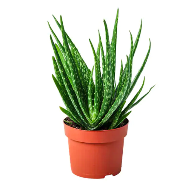 ALOE VERA Potted plant