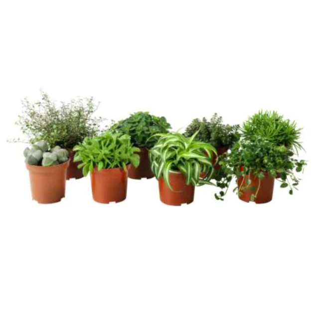 HIMALAYAMIX, Potted plant, assorted species plants