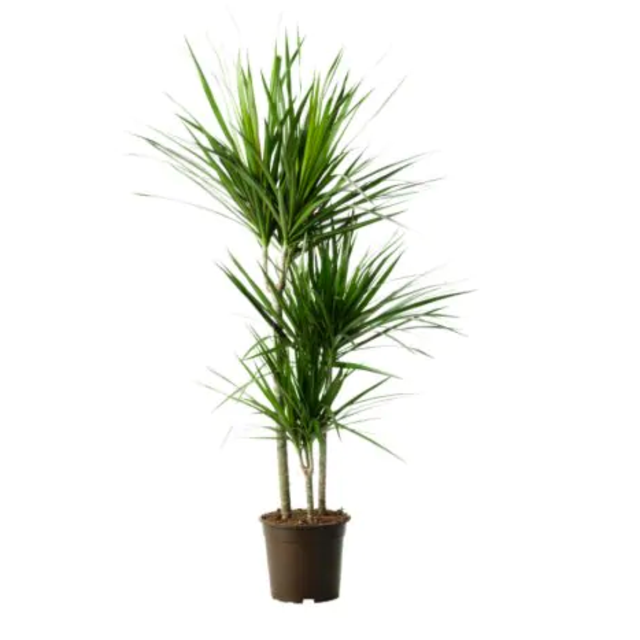 DRACAENA MARGINATA, Potted plant, Dragon tree, 3-stem