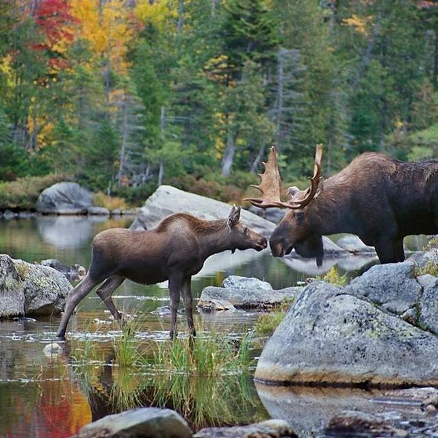 Honeymoon Moose Tour