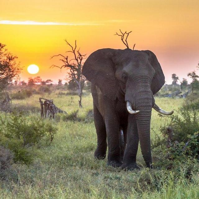 3 Night Safari at Kruger National Park
