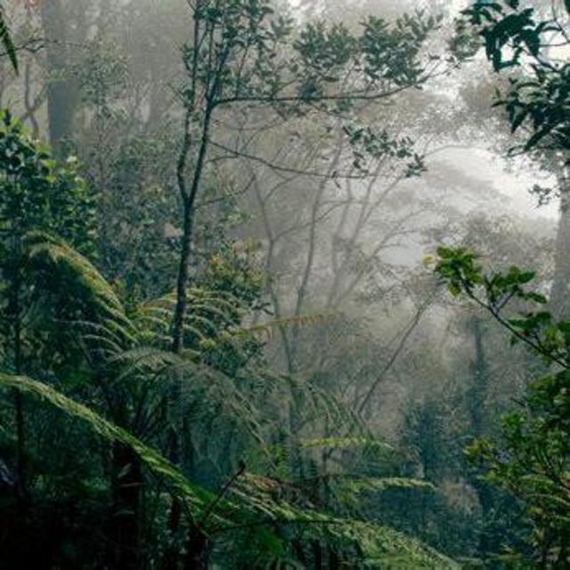 Conservation International Fund