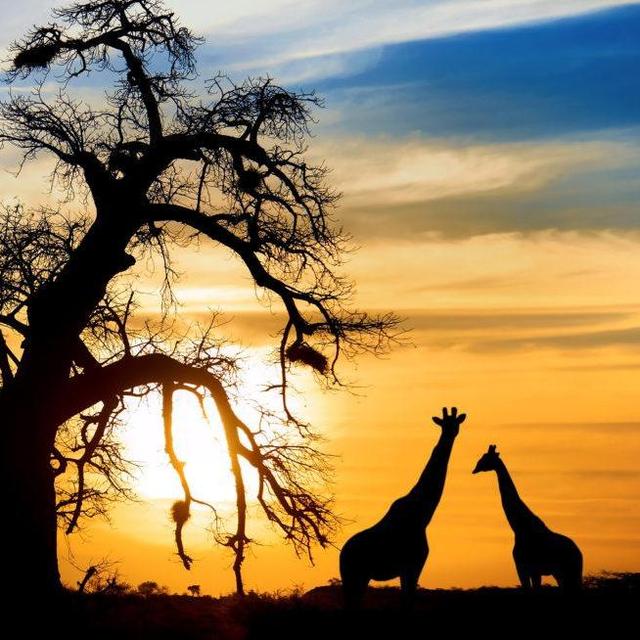 Honeymoon Safari Fund