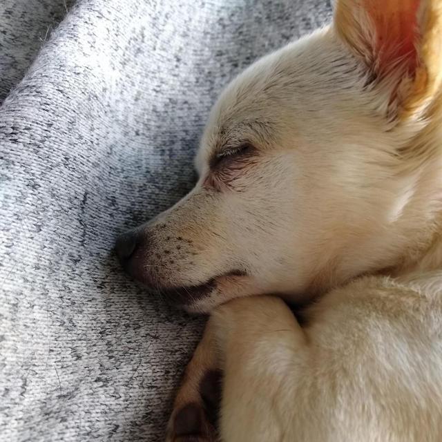 Animal Rescue Charity Fund
