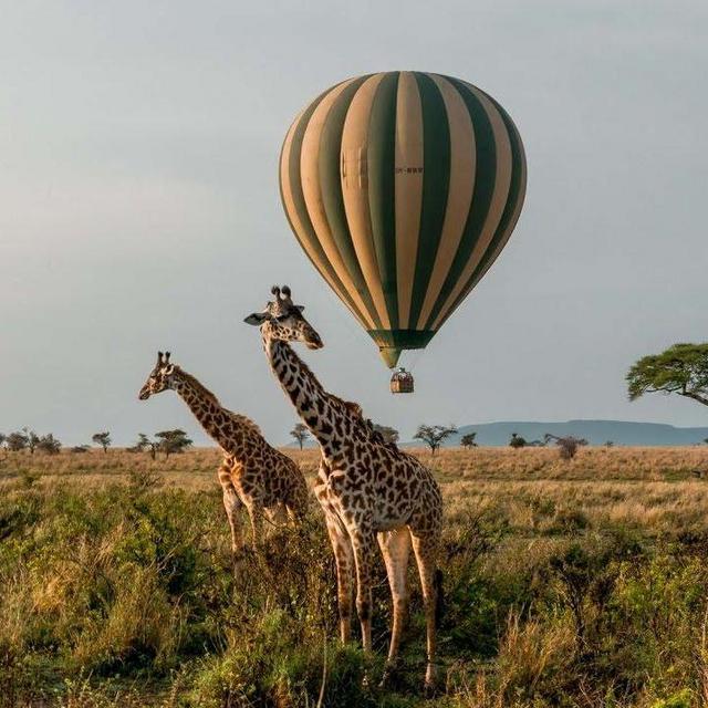 African Safari Honeymoon