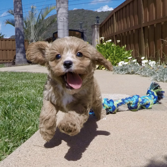 First Puppy Fund (Venmo)