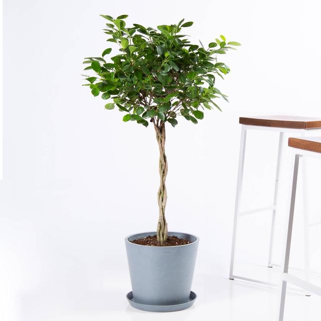 Ficus Danielle