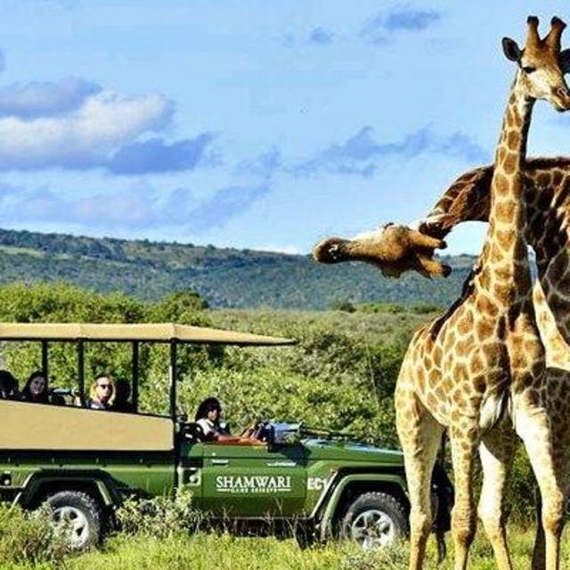 Honeymoon in Cape Town and a Safari at the Rockfig Lodge!!!