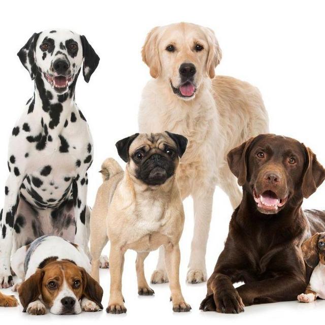 Our Favorite Charities - NHSPCA and The Coral Reef Alliance