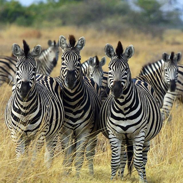 Lunch with the Zebras