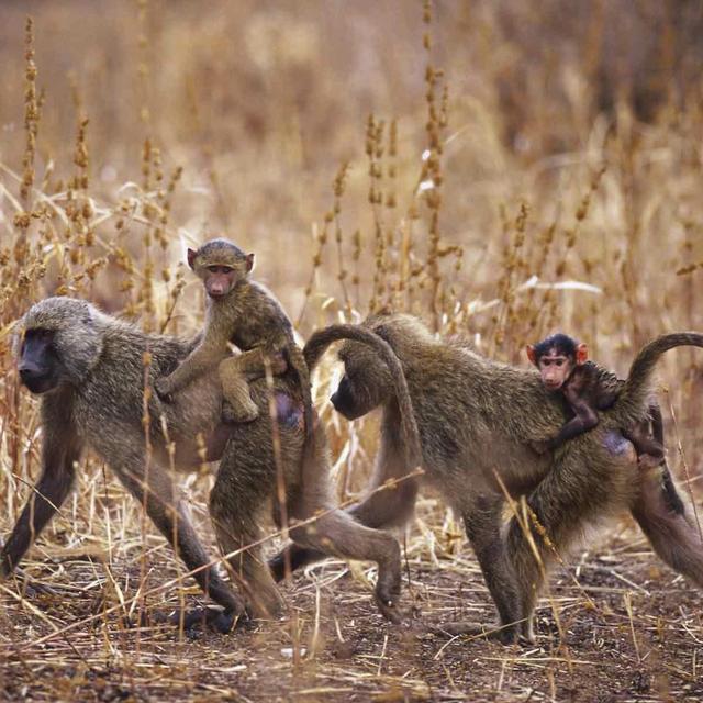 Dinner with Baboons