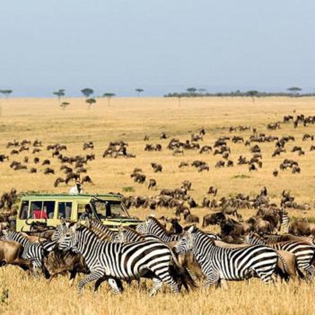 Safari Adventure