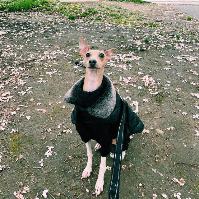 Nelly’s Daycare fund for Honeymoon