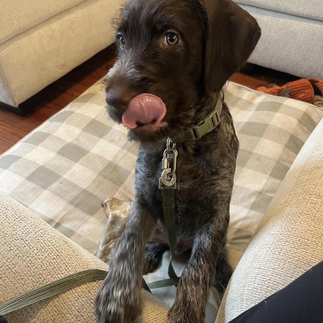 Dog Training Fund