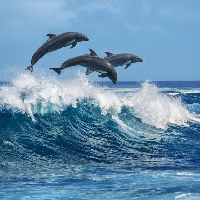 Dolphin Watching and Snorkeling Cruise (1 each)