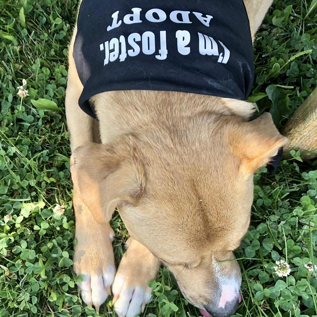 Foster Pup Non-Profits