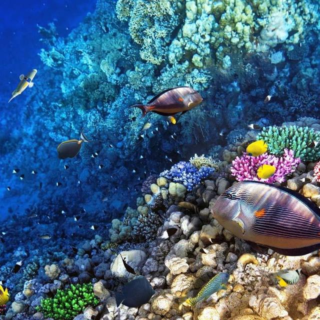 Molokini and Turtle Arches Snorkeling Trip