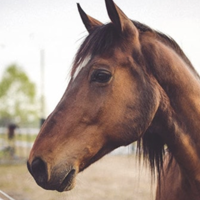 Horseback riding in Corsica