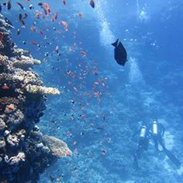 Scuba Diving (re-)Certification