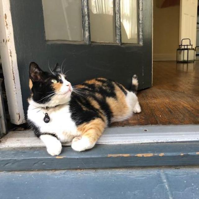 Effie's Cat Sitter (Her name is Rachel and Effie loves her!)