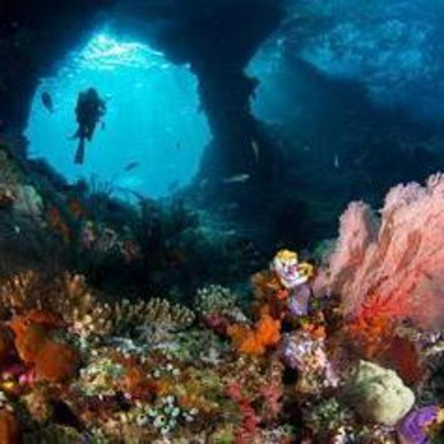 Honeymoon Diving Trip to Raja Ampat, Indonesia!