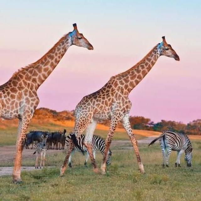 Safari Fund