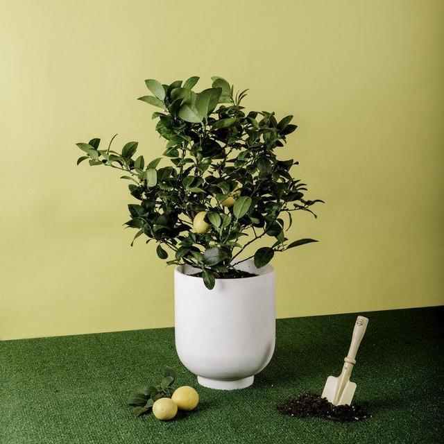 Meyer Lemon Tree