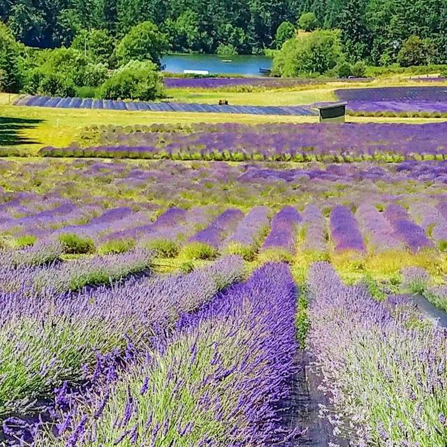 Lavender Farm Day Trip on San Juan Island