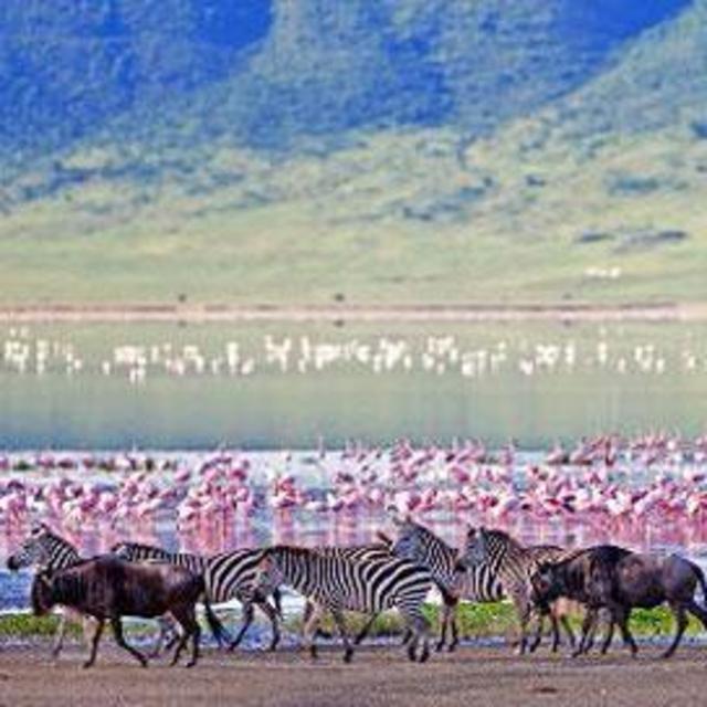 Ngorongoro Crater - Day 1